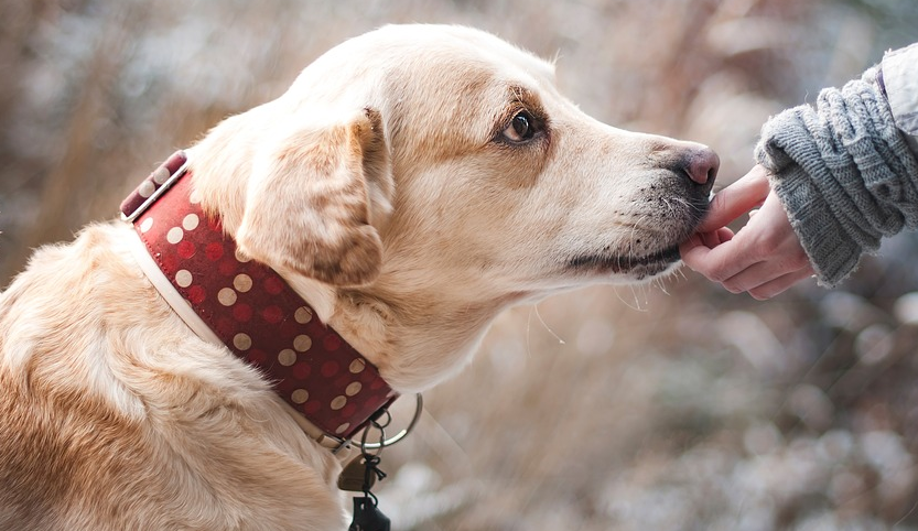 Hundefutter Allergie