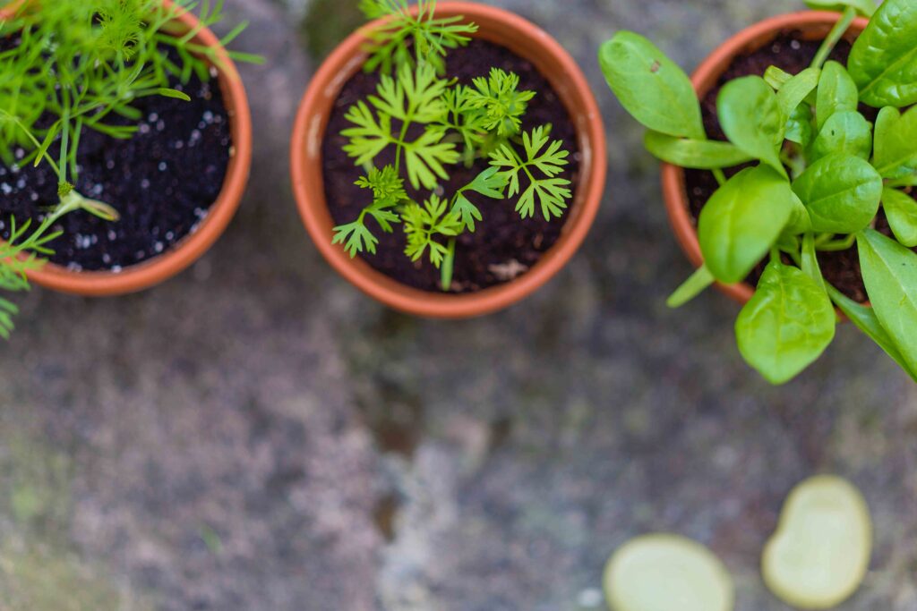 pflanzen im garten